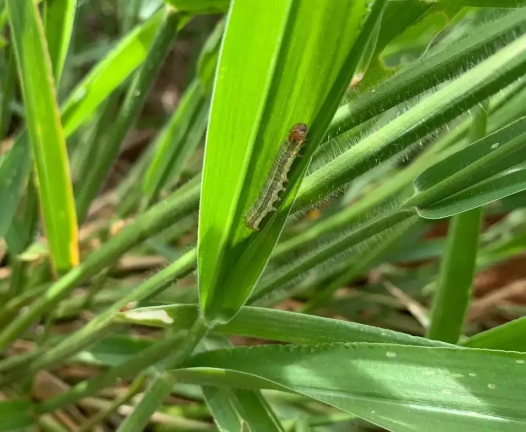 Lagarta devasta pastagens e vira dor de cabe&ccedil;a para produtores no Pantanal
