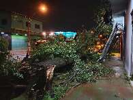 Temporal derruba 31 &aacute;rvores e prefeitura promove for&ccedil;a-tarefa para retirada