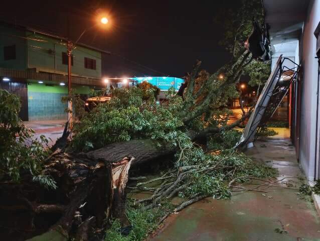 Temporal derruba 31 &aacute;rvores e prefeitura promove for&ccedil;a-tarefa para retirada