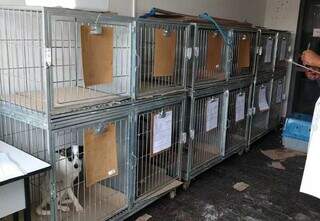 Falta de veterinário à noite no Centro de Zoonoses vira alvo de apuração Falta de veterinário à noite no Centro de Zoonoses vira alvo de apuração