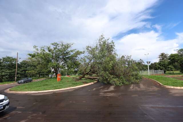 Chuva r&aacute;pida acompanhada de ventos fortes derruba duas &aacute;rvores em Campo Grande