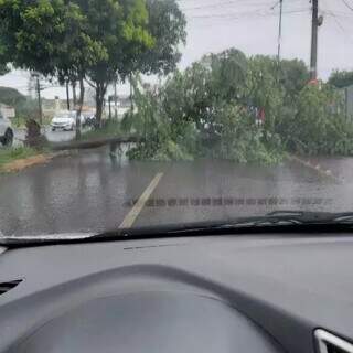 Chuva rápida acompanhada de ventos fortes derruba duas árvores em Campo Grande Chuva rápida acompanhada de ventos fortes derruba duas árvores em Campo Grande
