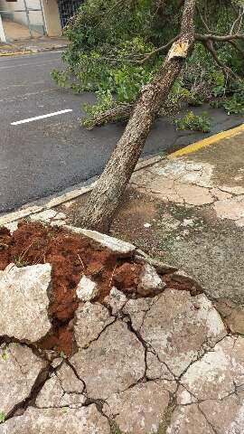 &Aacute;rvore cai pela raiz e bloqueia trecho da Rua Jos&eacute; Ant&ocirc;nio, no Centro