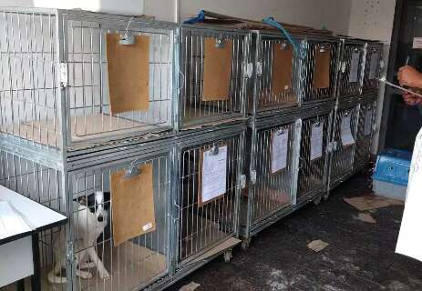 Falta de veterin&aacute;rio &agrave; noite no Centro de Zoonoses vira alvo de apura&ccedil;&atilde;o