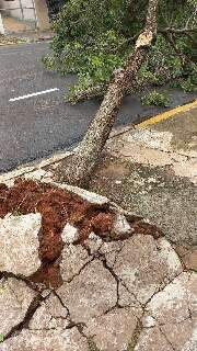 &Aacute;rvore cai pela raiz e bloqueia trecho da Rua Jos&eacute; Ant&ocirc;nio, no Centro