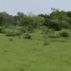 Natureza inverte pap&eacute;is e on&ccedil;a foge de queixada no Pantanal