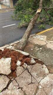 Árvore cai pela raiz após ventania e bloqueia trecho da Rua José Antônio Árvore cai pela raiz após ventania e bloqueia trecho da Rua José Antônio