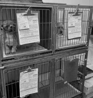 Falta de veterinário à noite no Centro de Zoonoses vira alvo de apuração Falta de veterinário à noite no Centro de Zoonoses vira alvo de apuração