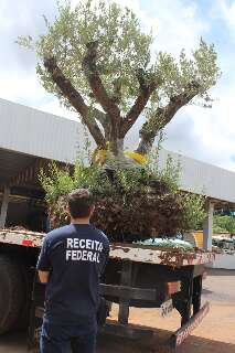 De apreens&atilde;o a s&iacute;mbolo ambiental, oliveiras centen&aacute;rias ganham novo lar na UEMS