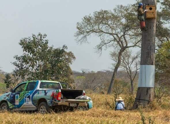 Projeto que salvou arara-azul da extin&ccedil;&atilde;o em MS inicia diagn&oacute;stico no DF