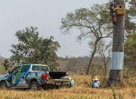 Projeto que salvou arara-azul da extin&ccedil;&atilde;o em MS inicia diagn&oacute;stico no DF