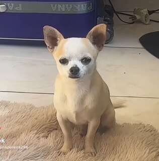 Viu o Tony? Pinscher desapareceu na regi&atilde;o do Jardim Itamarac&aacute;