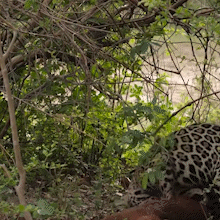 Filhote de on&ccedil;a-pintada brinca com carca&ccedil;a de capivara no Pantanal