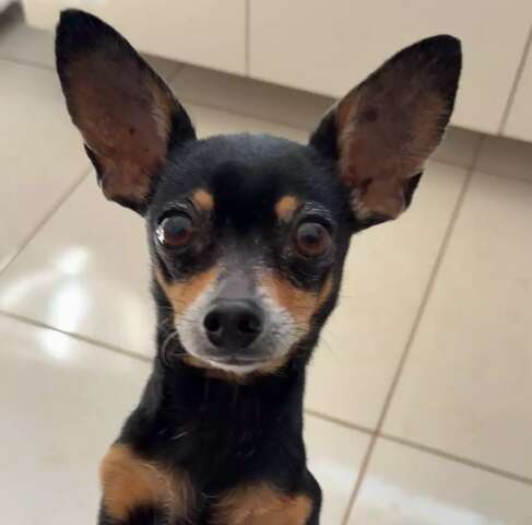 Minnie escapou pelo port&atilde;o na Vila Planalto e a tutora oferece recompensa