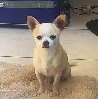Viu o Tony? Pinscher desapareceu na região do Jardim Itamaracá Viu o Tony? Pinscher desapareceu na região do Jardim Itamaracá