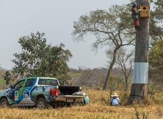 Projeto que salvou arara-azul da extinção em MS inicia diagnóstico no DF Projeto que salvou arara-azul da extinção em MS inicia diagnóstico no DF