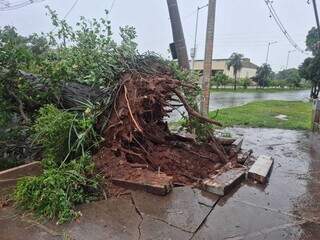 Chuva derruba &aacute;rvore, interdita trecho da Av. F&aacute;bio Zahran e quadra fica sem luz