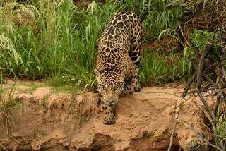 Projeto inédito vai mapear população de onças-pintadas na Serra do Amolar Projeto inédito vai mapear população de onças-pintadas na Serra do Amolar