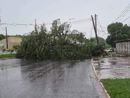 Chuva derruba &aacute;rvore, interdita trecho da Av. F&aacute;bio Zahran e quadra fica sem luz