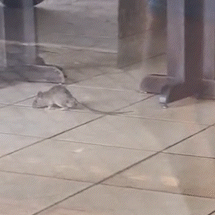 Ratos aparecem em churrascaria no Centro e geram indigna&ccedil;&atilde;o