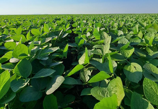 Plantio da soja em MS é finalizado e cobre 4,7 milhões de hectares Plantio da soja em MS é finalizado e cobre 4,7 milhões de hectares