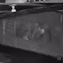 Trend do TikTok acaba com port&otilde;es no interior e grupo &eacute; autuado por vandalismo