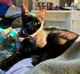 Viu a Pérola? Gatinha preta e dócil sumiu na região do Leblon Viu a Pérola? Gatinha preta e dócil sumiu na região do Leblon