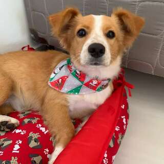 Fam&iacute;lia busca h&aacute; 20 dias vira-lata que fugiu assustada com fogos durante jogo