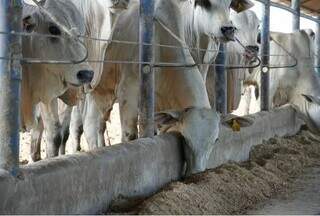 Imasul autoriza desmate, mineração e confinamento com compensação de R$ 142 mil Imasul autoriza desmate, mineração e confinamento com compensação de R$ 142 mil