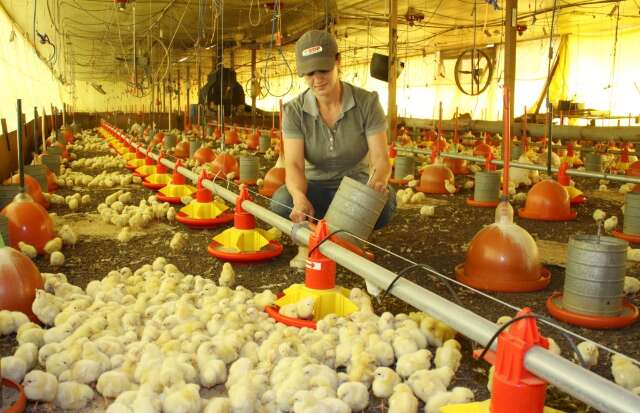 Avicultura de MS avan&ccedil;a e setor prop&otilde;e cria&ccedil;&atilde;o de escola para formar m&atilde;o de obra