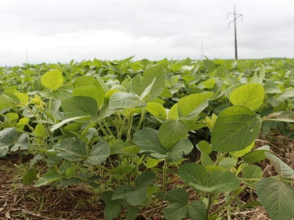 Cr&eacute;dito para investir no campo sobe 26% em MS enquanto custo recua 18%