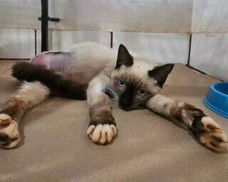 Gatinho sobrevive a amputa&ccedil;&atilde;o de pata e agora procura um lar