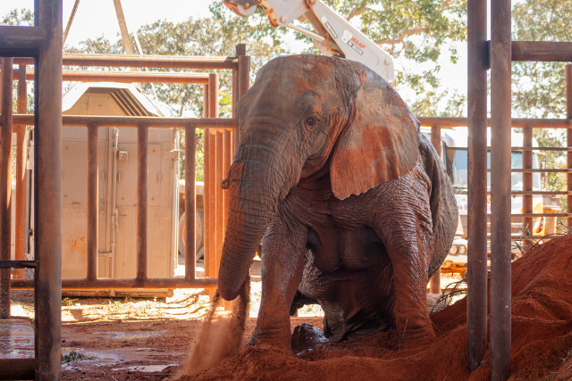 Elefanta Kenya morre cinco meses ap&oacute;s cruzar MS rumo a santu&aacute;rio