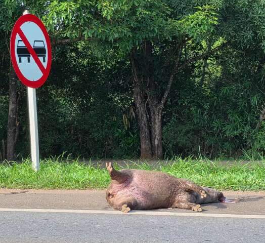 Rodovias exigem aten&ccedil;&atilde;o redobrada por risco de acidentes com animais