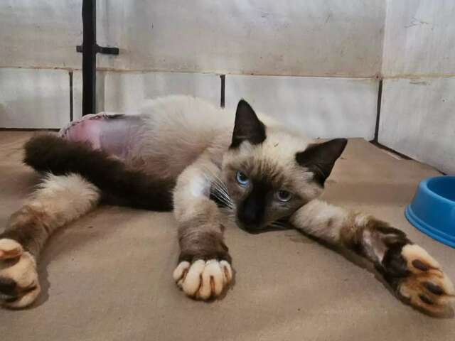 Gatinho sobrevive a amputa&ccedil;&atilde;o de pata e agora procura um lar