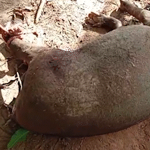 Morte de anta e arara exp&otilde;e viol&ecirc;ncia contra animais silvestres em &aacute;rea rural 