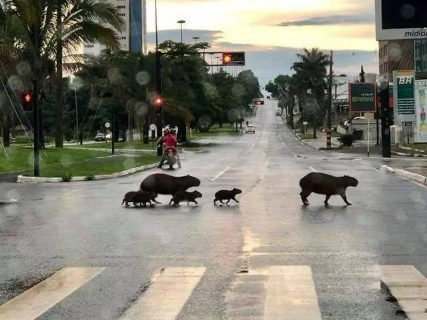 Capivaras em &aacute;reas urbanas de Campo Grande: como a cidade deve agir?