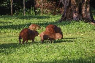 Capivaras avan&ccedil;am sobre &aacute;reas urbanas e acendem alerta de sa&uacute;de em Campo Grande