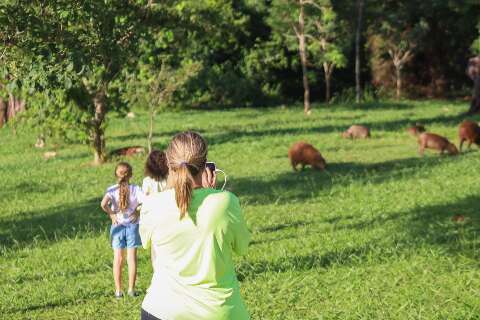 Capivaras avan&ccedil;am sobre &aacute;reas urbanas e acendem alerta de sa&uacute;de em Campo Grande