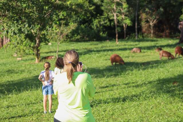 Capivaras avan&ccedil;am sobre &aacute;reas urbanas e acendem alerta de sa&uacute;de em Campo Grande