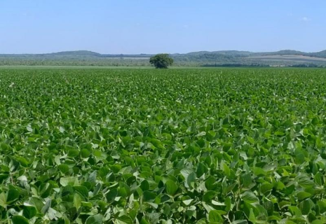 Produtores de soja de MS t&ecirc;m at&eacute; 10 de janeiro para cadastrar &aacute;reas