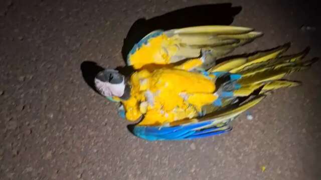 Arara morre e deixa casas sem energia ao atingir fio de alta tens&atilde;o 