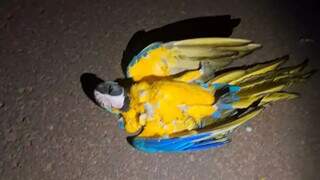 Arara morre e deixa casas sem energia ao atingir fio de alta tens&atilde;o 