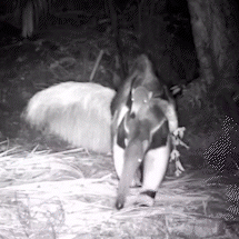 C&acirc;meras do IHP registram 100 mil cenas de vida selvagem no Pantanal