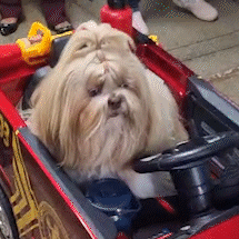 De roupinhas natalinas, c&atilde;es "bombeiros" mudam rotina no Hospital Regional