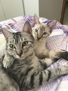 O dia mais dif&iacute;cil para quem ama animais: quando a morte &eacute; inevit&aacute;vel