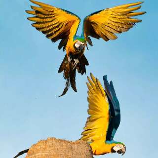 Observa&ccedil;&atilde;o de aves em &aacute;rea urbana pode ser agendada em Campo Grande