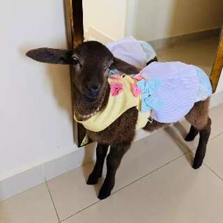 Ovelha rejeitada pela m&atilde;e foi adotada e hoje vive em apartamento