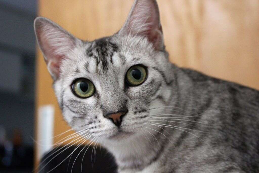 O dia mais difícil para quem ama animais: quando a morte é inevitável