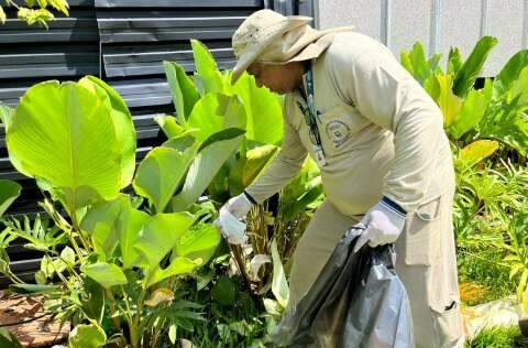 MS confirma duas mortes por dengue e mais uma causada por chikungunya